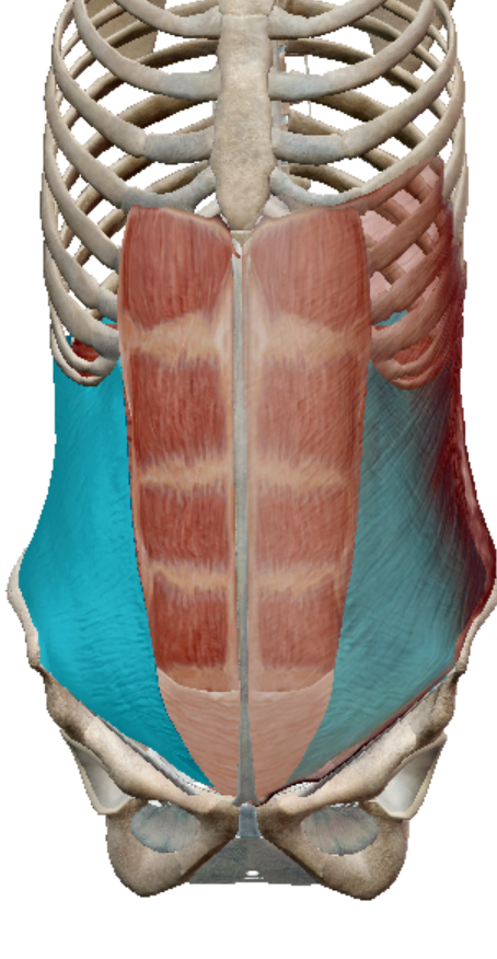 <p>Internal oblique action</p>