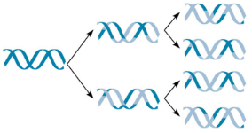 <p>Original DNA molecules remain intact in separate double‐stranded DNA molecules</p>