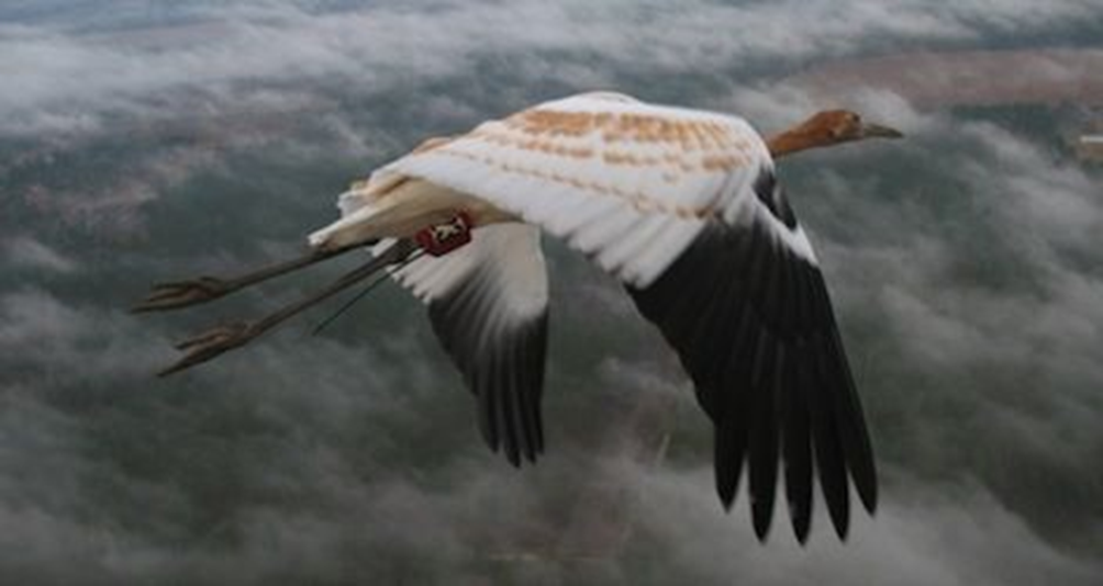 <ul><li><p>visual cues</p><ul><li><p>diurnal migrants may use landmarks (e.g., rivers, coasts)</p><ul><li><p>likely cue used by Orders Anseriformes, some Apodiformes, Gruiformes, Accipitriformes, Falconiformes</p><ul><li><p>e.g., whooping cranes learn landmarks during migration; follow older birds initially</p></li></ul></li><li><p><span>but ... visually impaired pigeons can still navigate; suggests other cues are used by most other birds</span></p></li></ul></li></ul></li></ul><p></p>