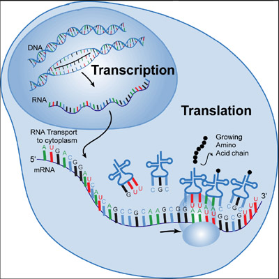 <p>Process of Transcription</p>
