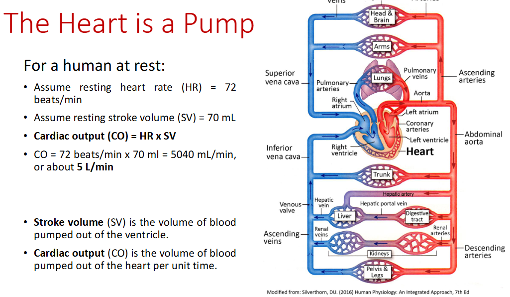<p>Heart Rate (HR) x Stroke Volume (SV) </p>