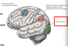 <p>-Frontal eye fields </p><p>-Parieto-occipital-temporal areas</p>