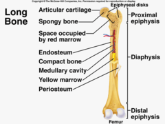 <p>*Connective tissue sheath composed of two layers*</p><p>1. Outer layer: tough fibrous layer</p><p>-serves as a place of insertion for muscle tendons </p><p>2. Inner layer: delicate cellular layer producing growth in the diameter of the bone</p>