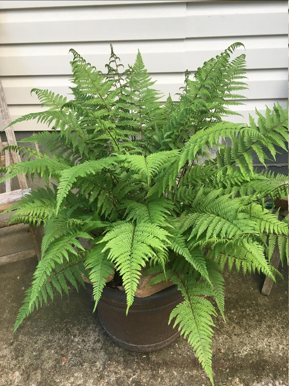 <p>This plant is a large, deciduous, perennial fern that forms dense, shuttlecock-like clumps. It features bright yellow-green, lacy, arching fronds that can grow up to 90 cm tall and taper at both ends. Its stalks range from green to reddish-purple, and its undersides uniquely contain curved or horseshoe-shaped spore clusters. [1, 2, 3, 4, 5, 6]</p>