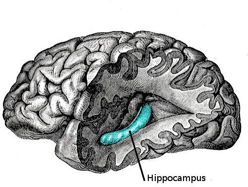 <p>Hippocampus (medial temporal lobe)</p>