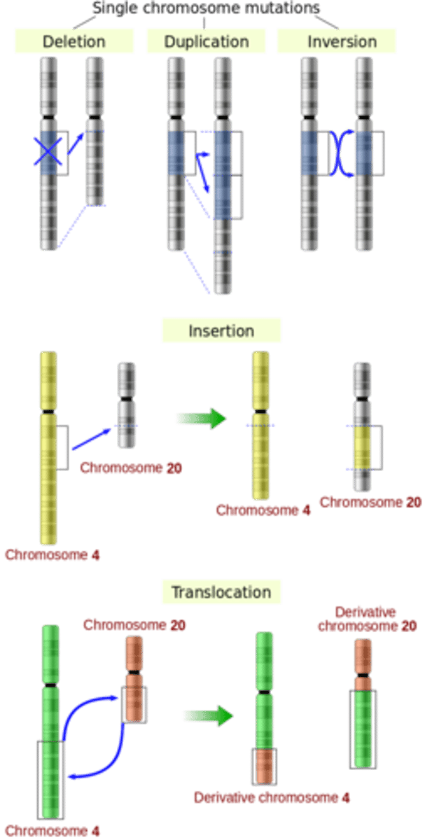 <p>translocations</p>