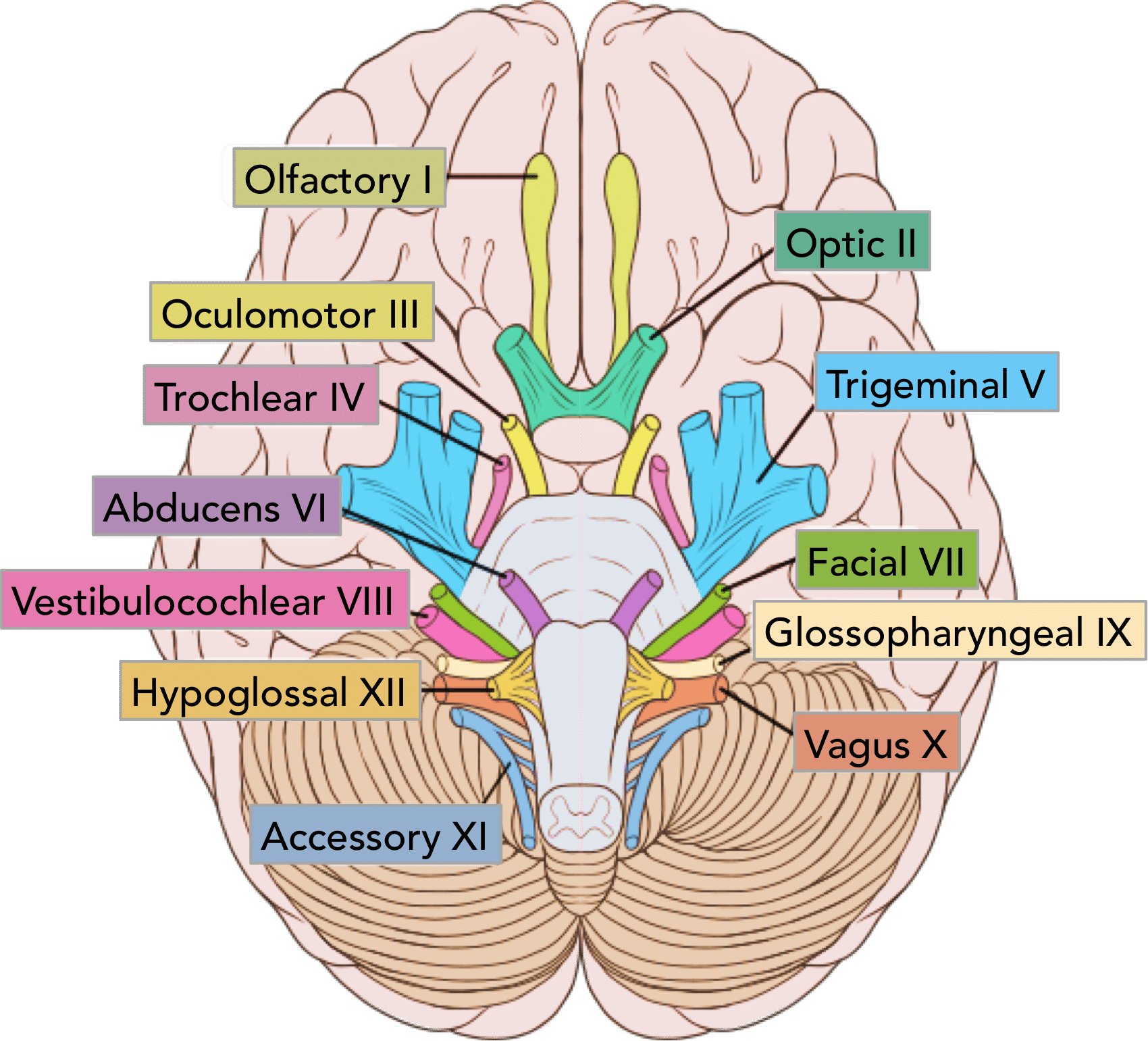<ul><li><p>the nerves that emerge indirectly from the brain in contrast to the spinal nerves</p></li><li><p><span>numbered in roman numerals from 1-12 from the front of the brain to the back</span></p></li></ul><p></p>