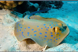 <p>Phylum<br>Subphylum<br>Class </p>