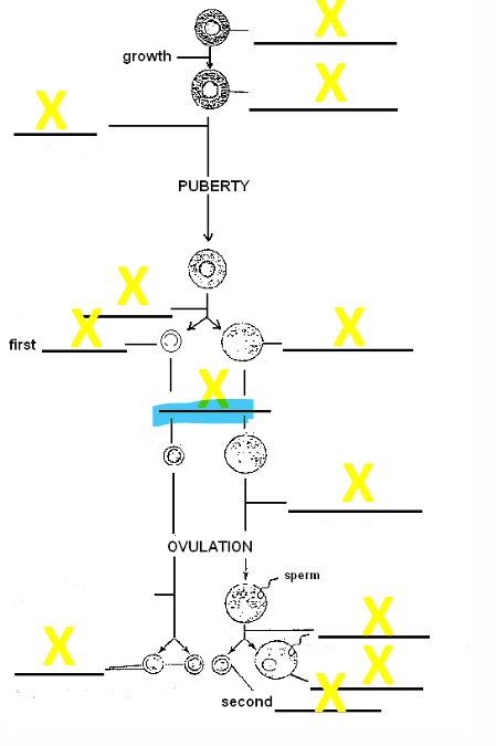 <p>name the stage</p>