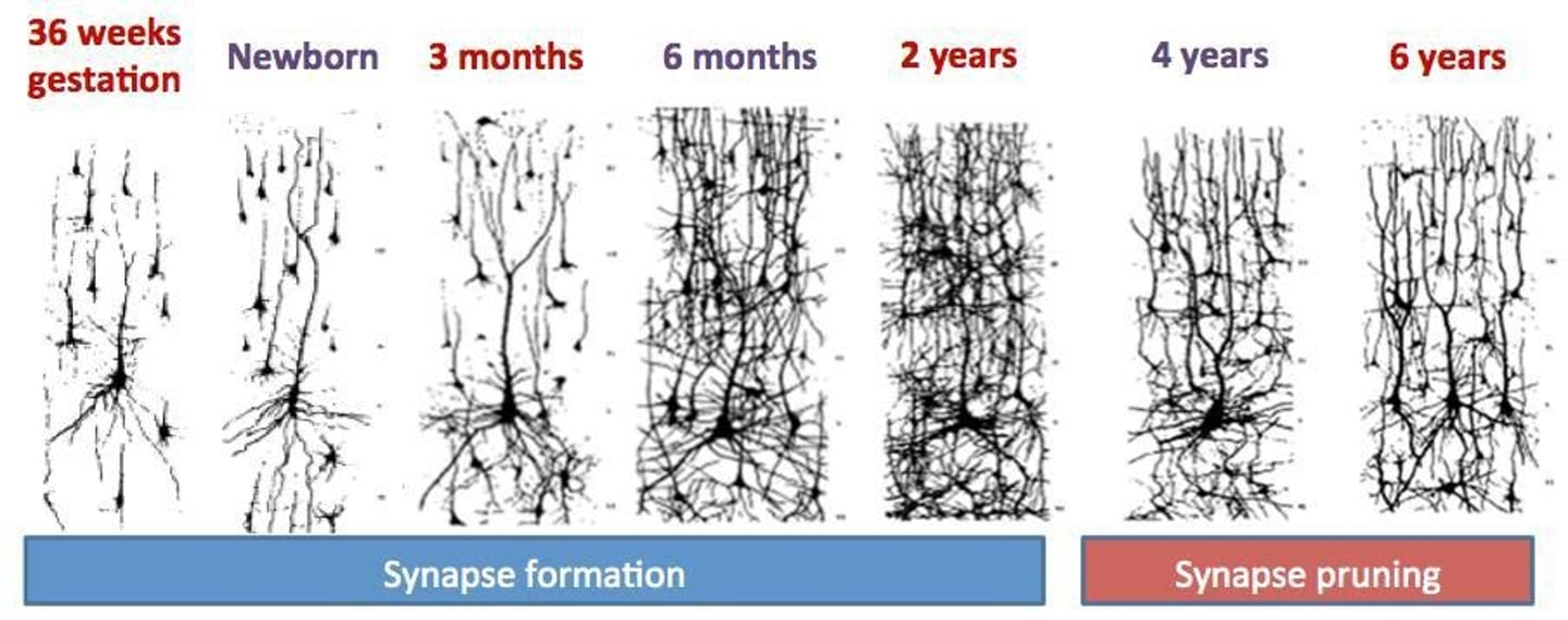 <p>(<strong>unused paths </strong>in the brain are eliminated)</p>