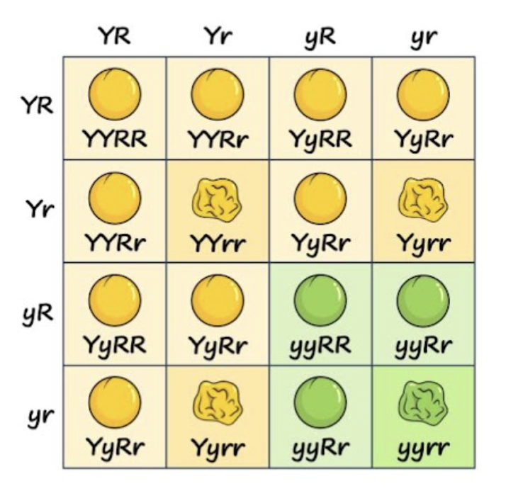 <p><span style="line-height: 1.5;">58. What is the phenotypic ratio shown in the dihybrid cross below?</span></p><p><span style="line-height: 1.5;">A. 3:1:1:2</span></p><p><span style="line-height: 1.5;">B. 9:3:3:1</span> </p><p><span style="line-height: 1.5;">C. 9:1:1:3</span></p><p><span style="line-height: 1.5;">D. 6:9:3:1</span></p>