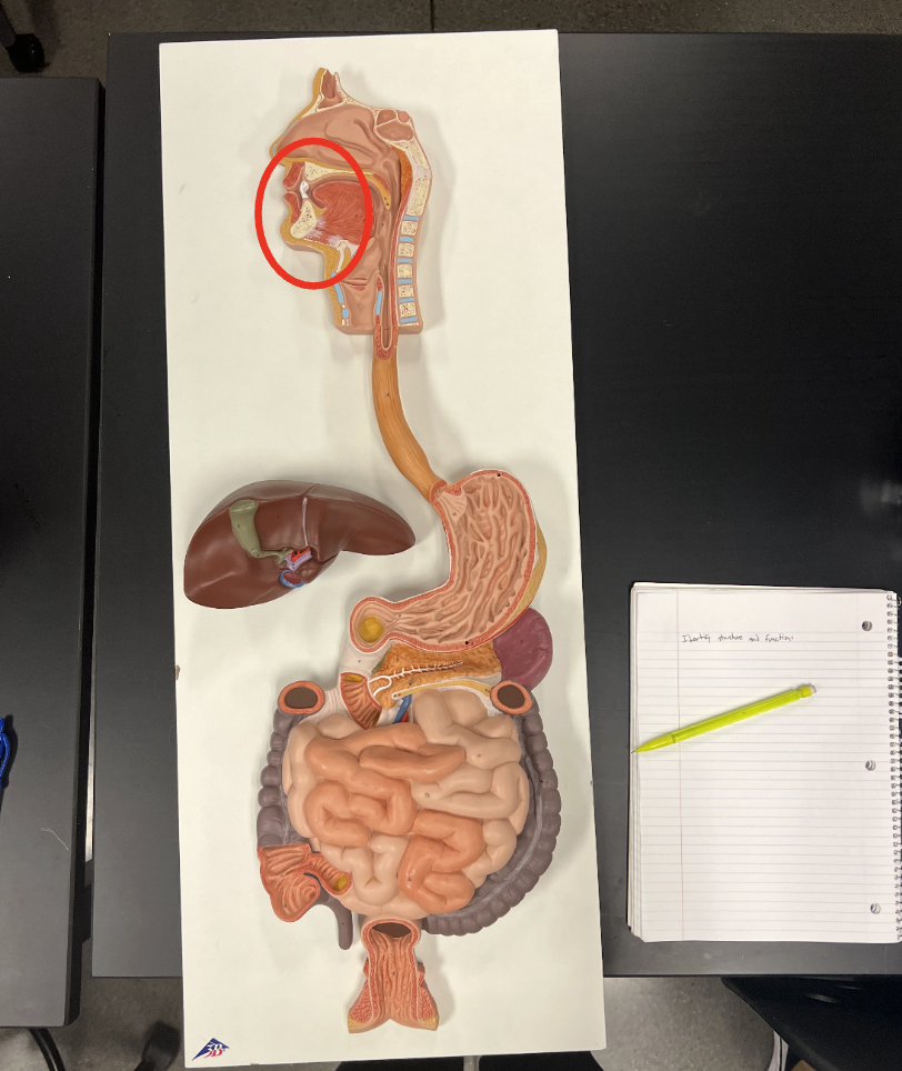 <p>Name the type of digestion that occurs in the highlighted structure</p>