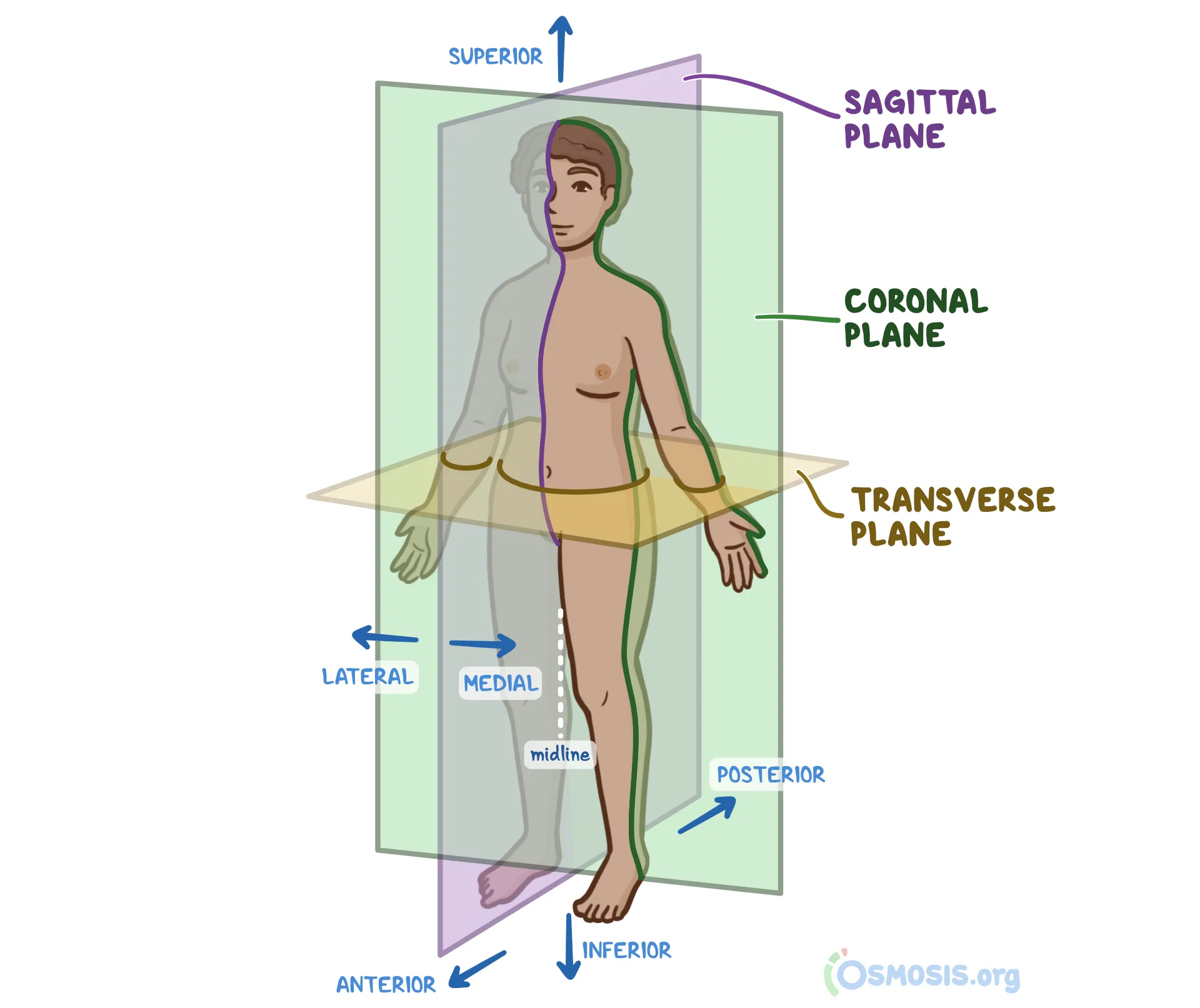 <p>The standard position of the body used as a reference point in anatomy; the individual stands upright, facing forward, with arms at the sides and palms facing forward. </p>