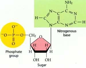 <p>Organic base = carbon 1</p><p>Phosphate group = carbon 5</p>