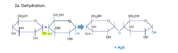 <p>A chemical reaction that joins smaller subunits (<strong>monomers</strong>) into larger chains (<strong>polymers</strong>) by removing a water molecule</p>