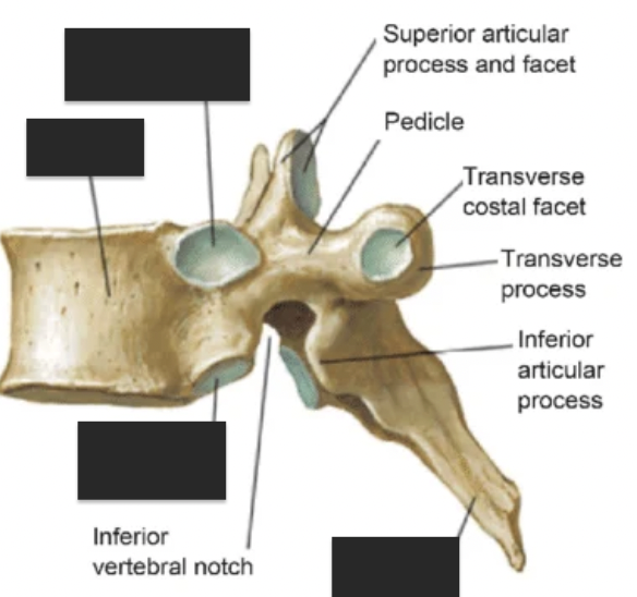 <p>name the 4 tagged areas from top to bottom </p>