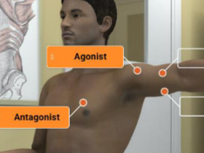 <p>agonist is deltoid</p><p>antagonist is pectoralis major</p>