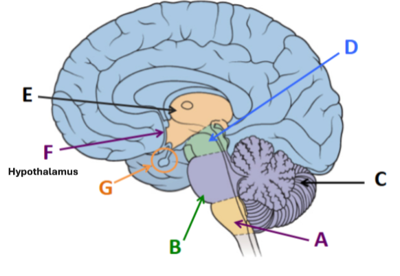 <p><span style="background-color: transparent;">Part of the diencephalon, lying ventral to the thalamus</span></p>