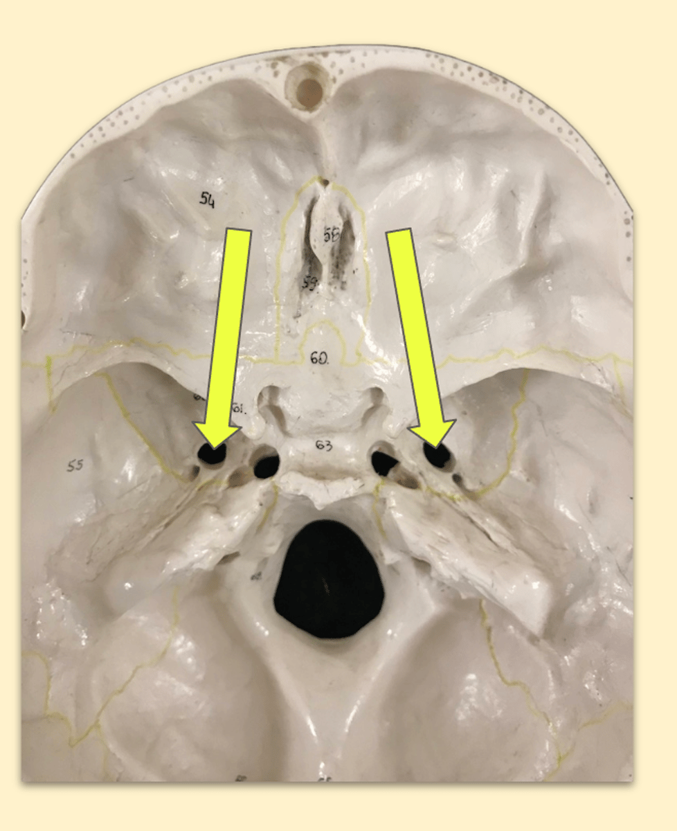 knowt flashcard image