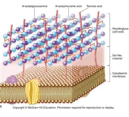 <p>Outside of plasma membrane</p>