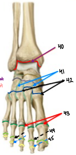 <p>43</p>