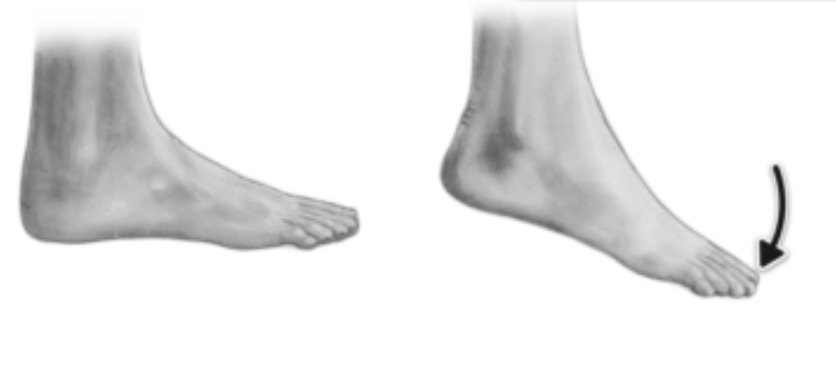 <p>______ is movement of the foot that points your foot downward.</p>