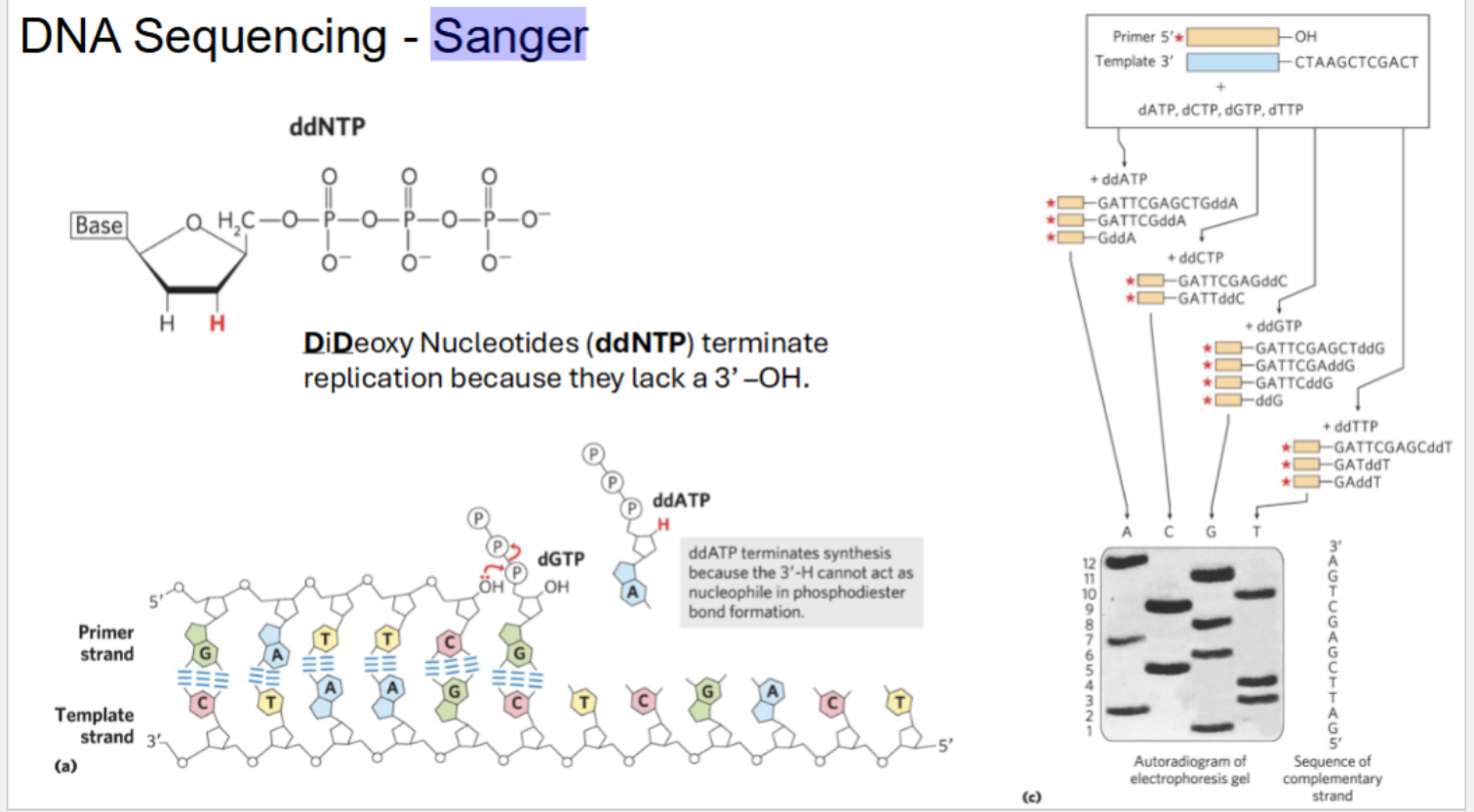 <p><span style="background-color: transparent;">DiDeoxy Nucleotides (ddNTP) terminate replication because they lack a 3’ –OH (3’ H CAN’T act as a nucleophile for phosphodiester bond formation)</span></p><p></p>