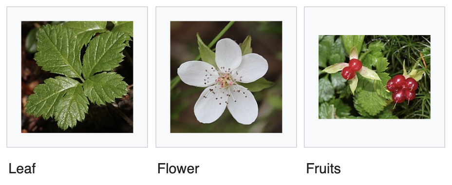 <ul><li><p>Tiny trailing forest bramble</p></li><li><p>Leaves in groups of 3</p></li><li><p>White flowers</p></li><li><p>Small bright red raspberry-like fruit</p></li><li><p>Creeps along mossy forest floor</p></li></ul><p></p>