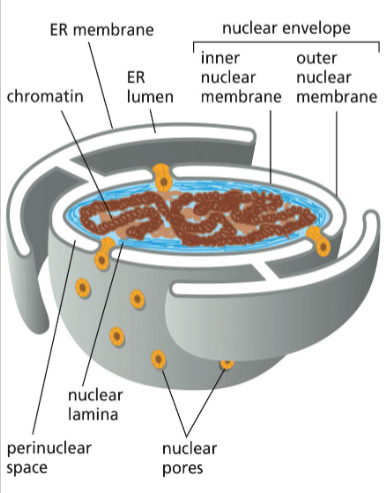 <p>ER</p>