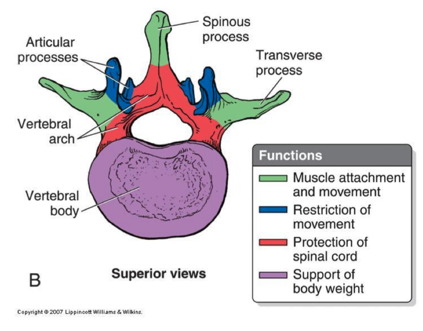 <p>transverse processes, spinous processes</p>