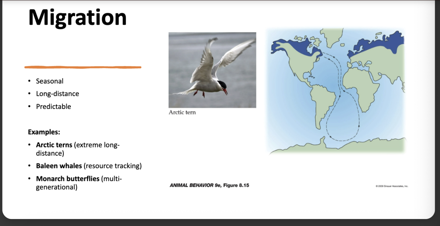 <p>benefits:</p><p>-access to seasonal resources</p><p>-better breeding sites</p><p>costs:</p><p>-energy use</p><p>-predation risk </p><p>-navigation challenges </p>