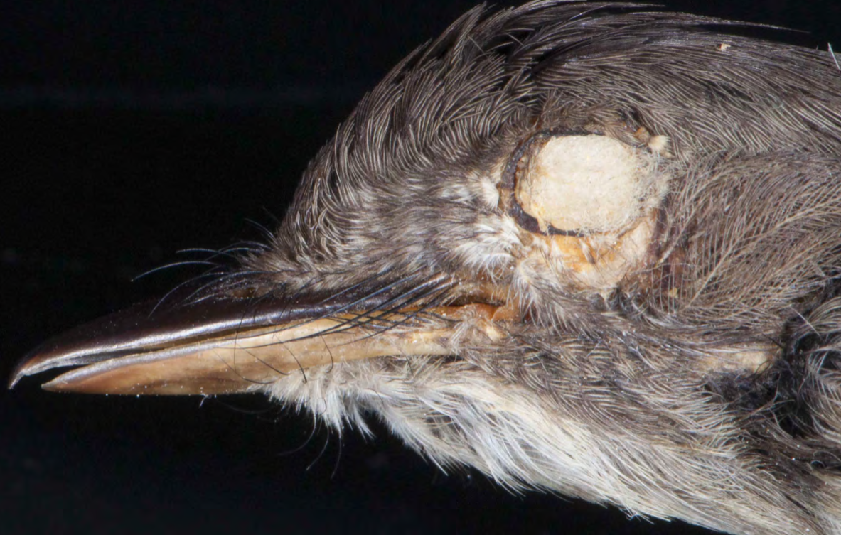 <p>Pewee</p>