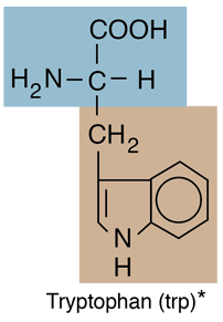<p>Tryptophan</p>