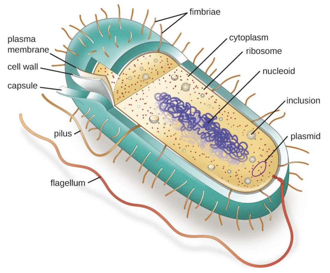 <p>Prokaryotic cells</p>