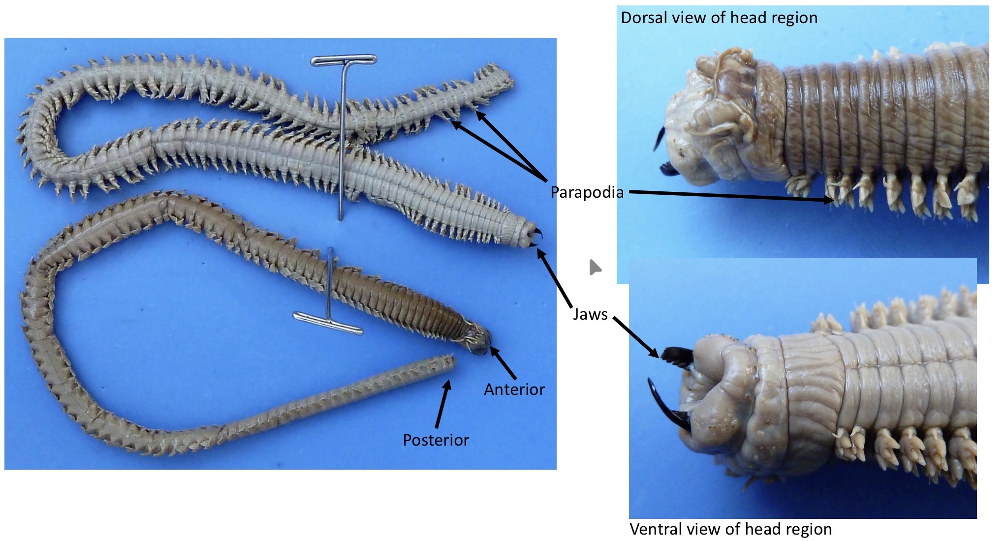 <ul><li><p>jaws, which are attached to the mouth and protrusible pharynx</p></li><li><p>Parapodia, each with many setae</p></li><li><p>Well developed head region which may have tentacles</p></li></ul><p></p>