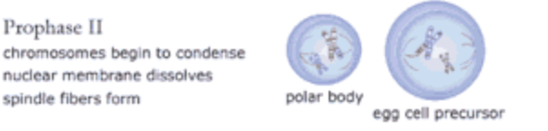 <p>prophase II</p>