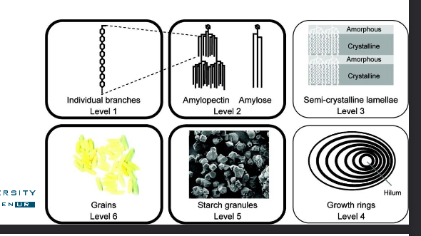 <p>Types of glucose polymers</p><ul><li><p>Amylopecting, highly branched</p></li><li><p>Amylose, unbranched</p></li></ul><p>Variability starch sources</p><ul><li><p>Amylopecting and amylose (20-30% amylose)</p><ul><li><p>Alternating crystalline and amorphous regions (100-500 nm) and lamellae (9-11 nm)</p></li></ul></li></ul><p></p>