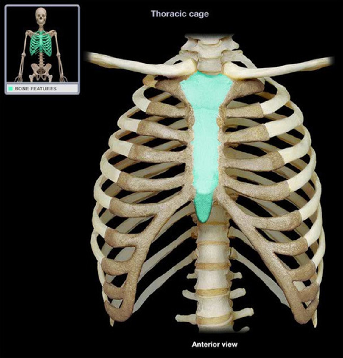 <p>The breast bone [CHEST IS STERN]</p>
