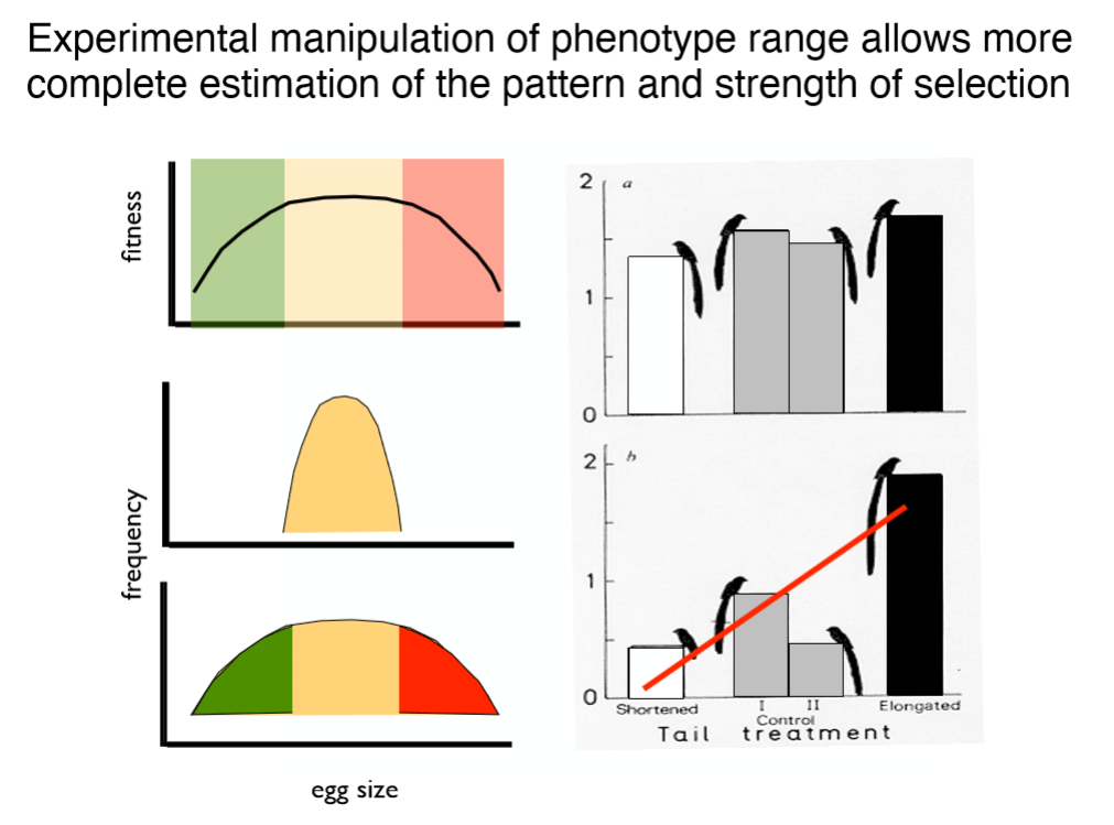 <p>Widowbird tail length example</p>