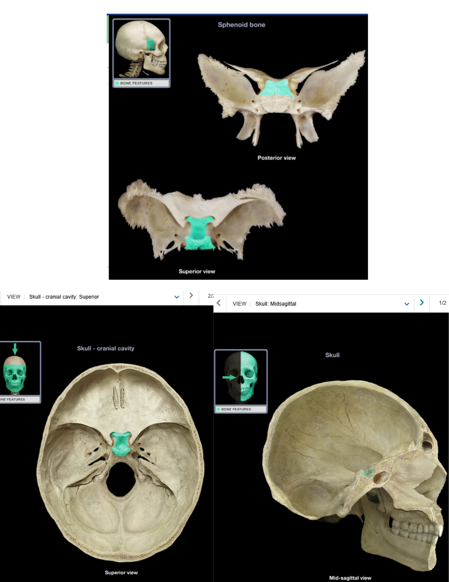 knowt flashcard image