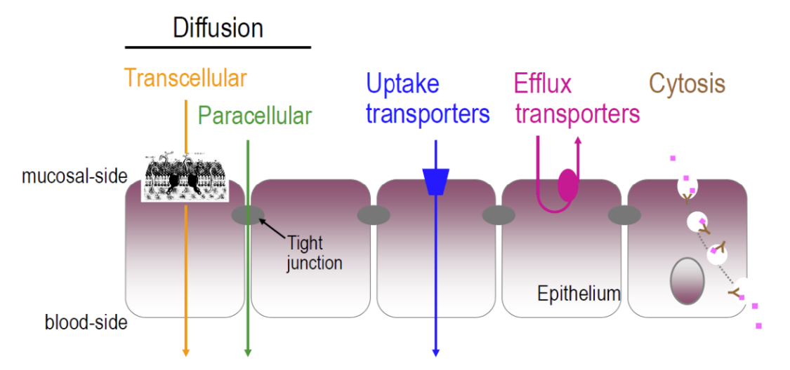 <ul><li><p>Uptake transporters</p></li><li><p>Efflux transporters</p></li><li><p>Cytosis</p></li></ul><p></p>