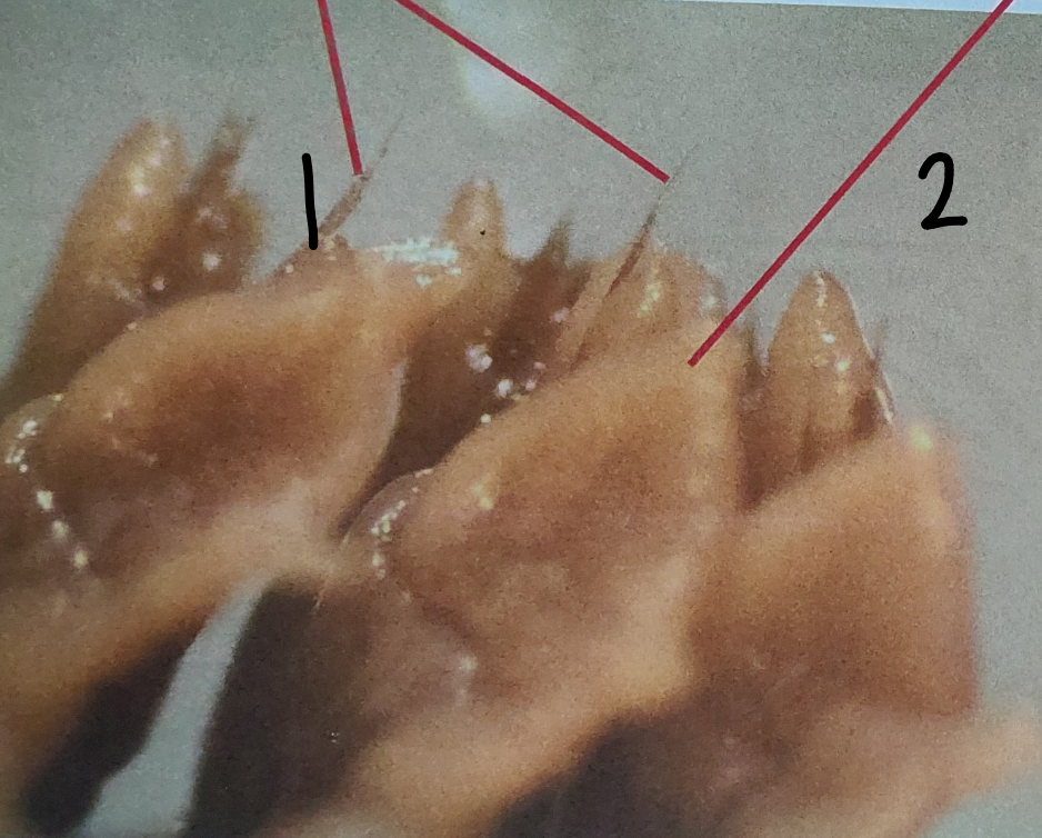 <p>What is point 1 on this worm</p>