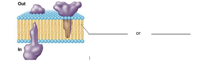 <p>fill in the blank for thsi archaeal membrane</p>