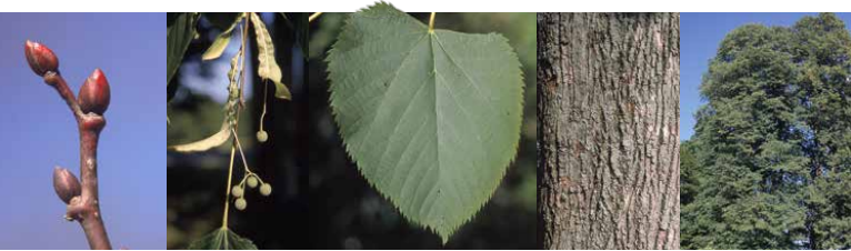 <p>Identify this tree: </p>