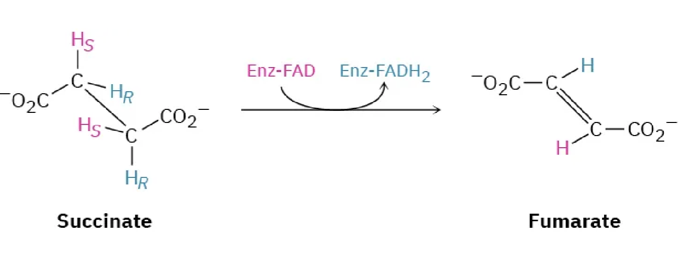 <p>Step 6: Dehydrogenation – Oxidation of Succinate to Fumarate</p>