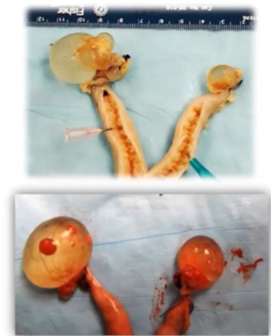 <p>How can ovaries look in a queen with cystic ovarian disease? </p>