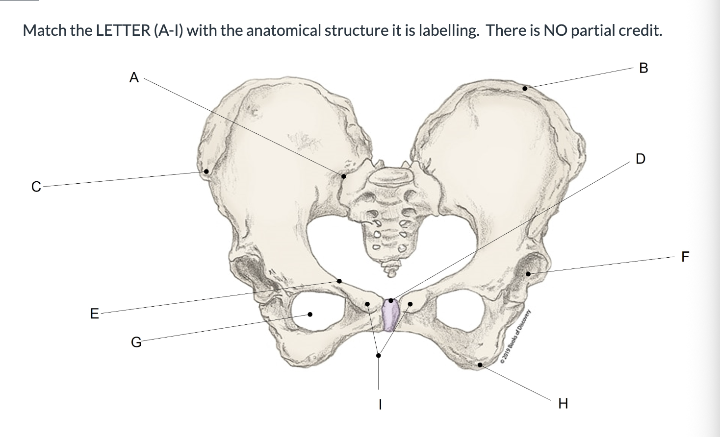 <p><span>Match the LETTER (A-I) with the anatomical structure it is labelling. &nbsp;There is NO partial credit.</span></p>