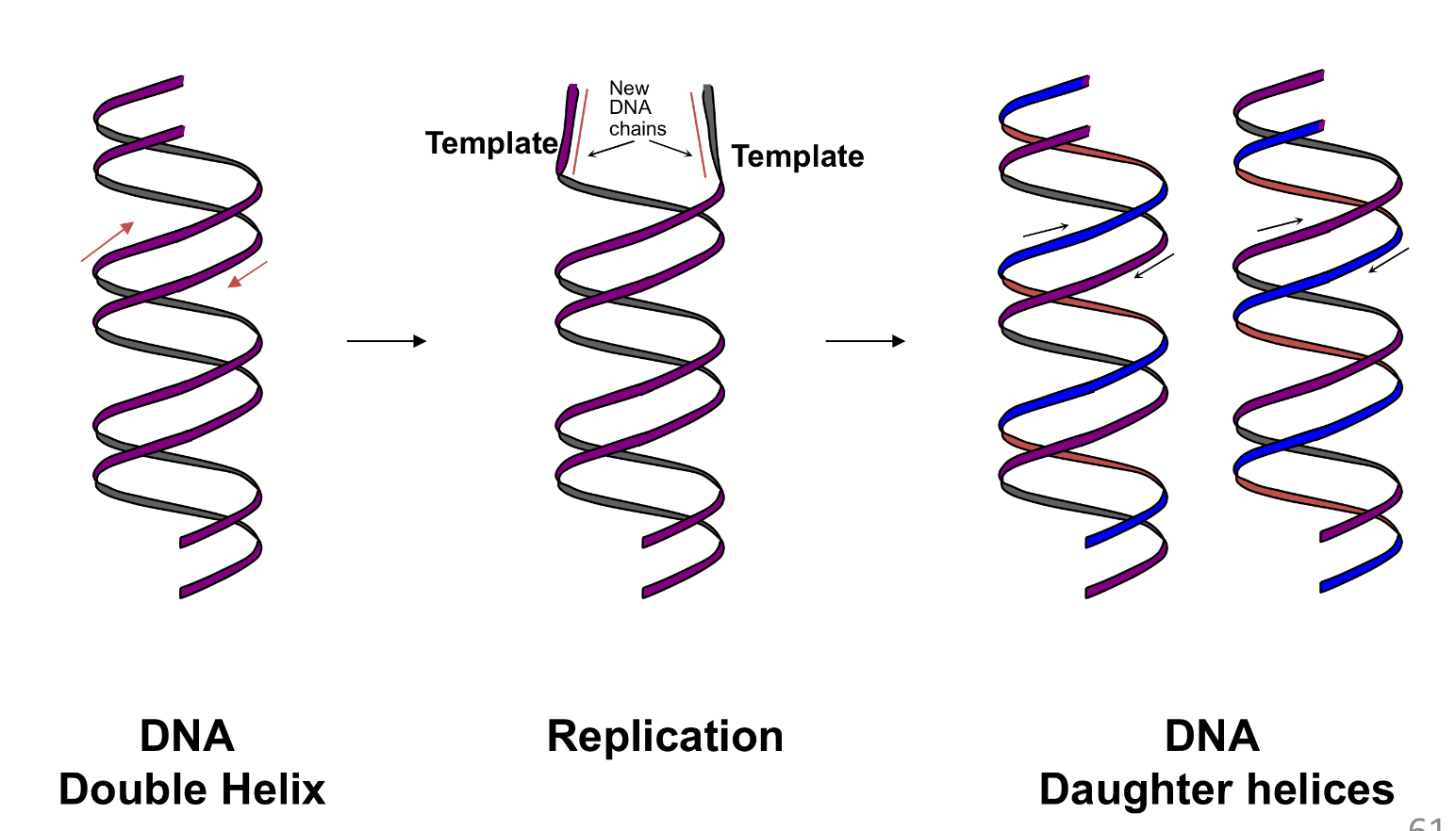 <p>before a cell can divide it must duplicate all its DNA </p><p>the enzyme DNA polymerase catalyses the addition of a nucleotide to the 3’-OH group of the polynucleotide chain </p><p>base pairing happens first </p>