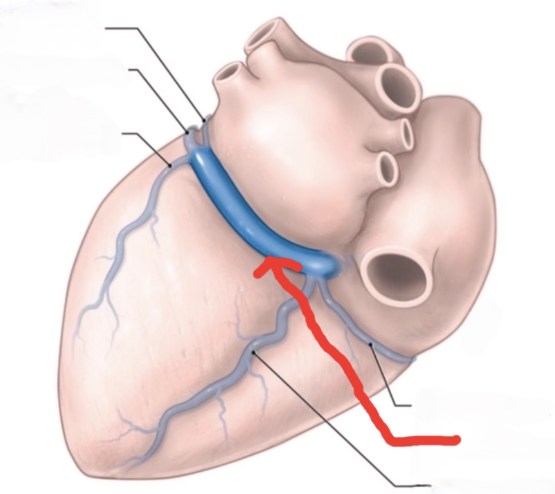 <p>Large vein on the back of the heart that collects blood from cardiac veins and empties into the right atrium</p>