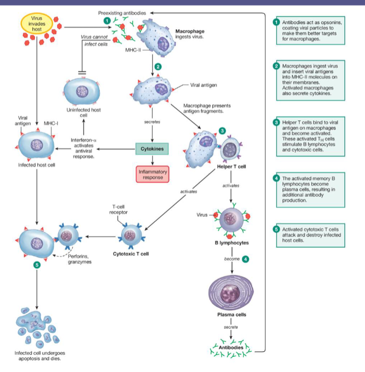 <p>Defenses against viruses</p>